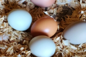 Carrillo's Farmstand fresh eggs