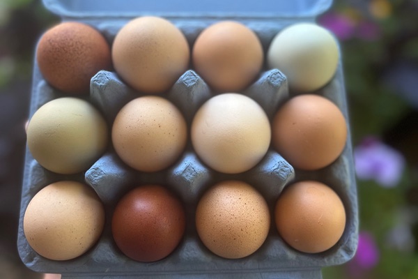 Chicken Eggs