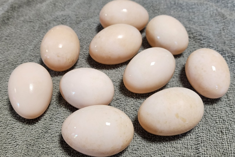 Duck Eggs