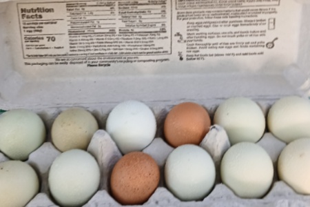 Chicken or Duck eggs