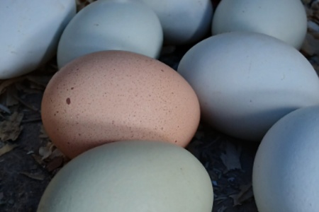 Chicken or Duck eggs