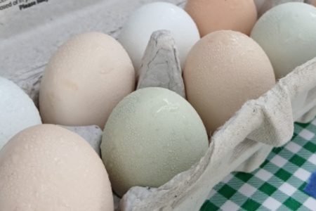 Chicken or Duck eggs