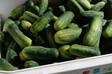 Cucumbers